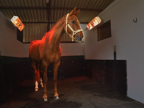 Horse in stable kept warm with SunSwitch infrared heaters