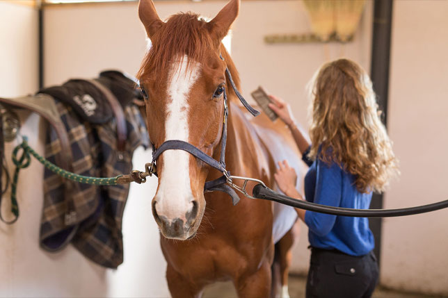 Horse being brushed