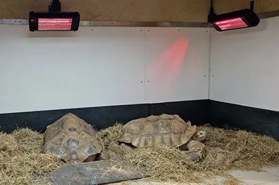 Tortoises enjoying the warmth of SunSwitch infrared heating