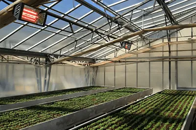 Large greenhouse with infrared heating