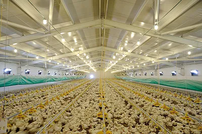 Poultry in a large barn